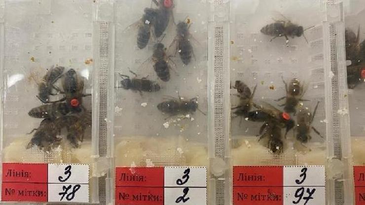 Sabiha Gökçen Havalimanı’ında bin 240 canlı arı ele geçirildi