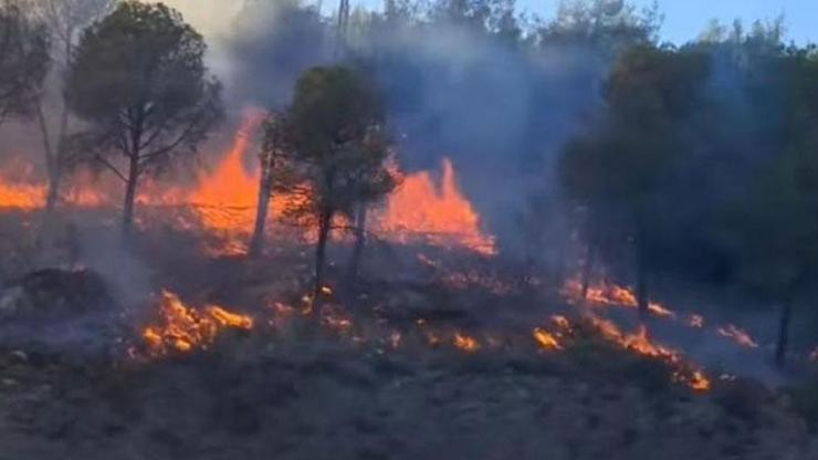 İzmir Selçukta orman yangını kontrol altına alındı
