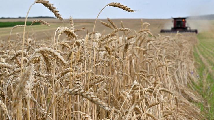 Son dakika... Rusya Dışişleri Bakanlığı: Rusya, yeni bir tahıl ihracat rotası üzerinde çalışıyor