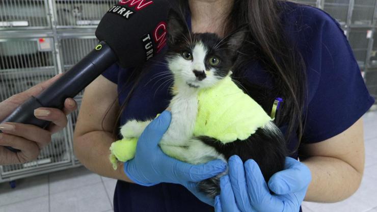 Kedilere işkence ettiler Kezzap atılan kedilerin tedavileri sürüyor