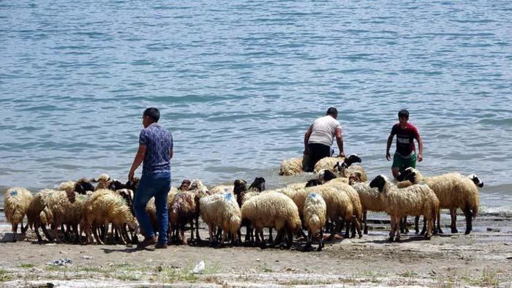 Kamyonla getirdiği koyunlarını Van Gölünde serinletti