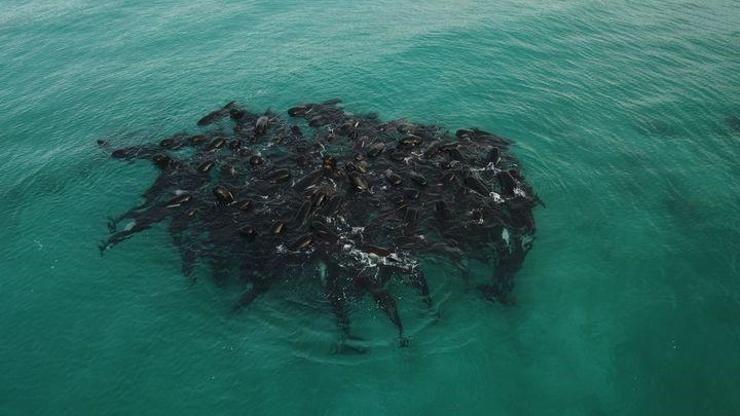 Avustralyada sığ sularda mahsur kalan onlarca balina öldü