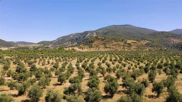 Muğla'da maden sahaları zeytin bahçesine dönüştü Muğla'da maden sahaları zeytin bahçesine dönüştü
