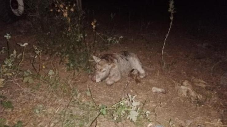 40 metre derinliğindeki mağaraya düşen danayı itfaiye kurtardı