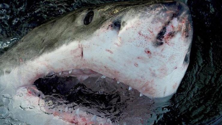 New York’ta dehşet anları Köpekbalığı bir kadına saldırdı