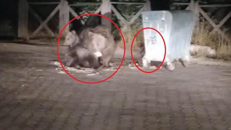 Anne ayı ile yavruları çöpten beslenirken görüntülendi