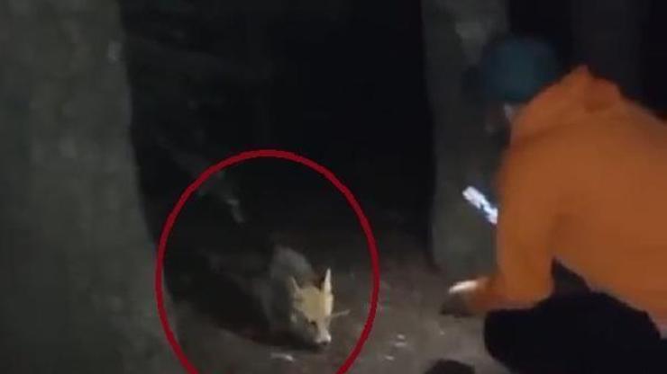 Ormanda gördüğü tilkiyi köfte ile besledi