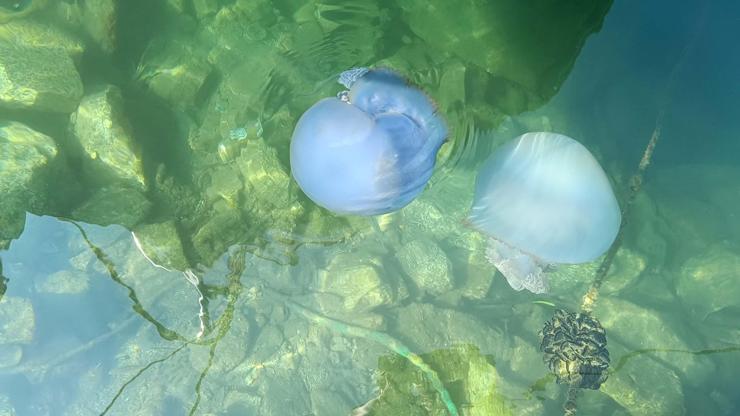 Turizm cennetinde tedirgin eden görüntü Nedeni açıklandı