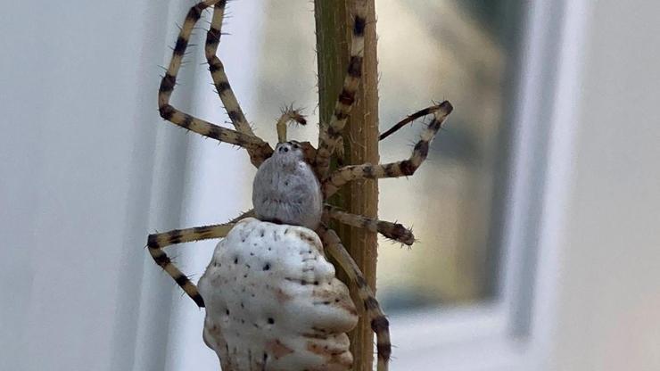 Dünyanın en zehirli örümcekleri arasında: Türkiyede görüldü