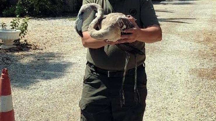Muğla'da yorgun düşen flamingo tedaviye alındı