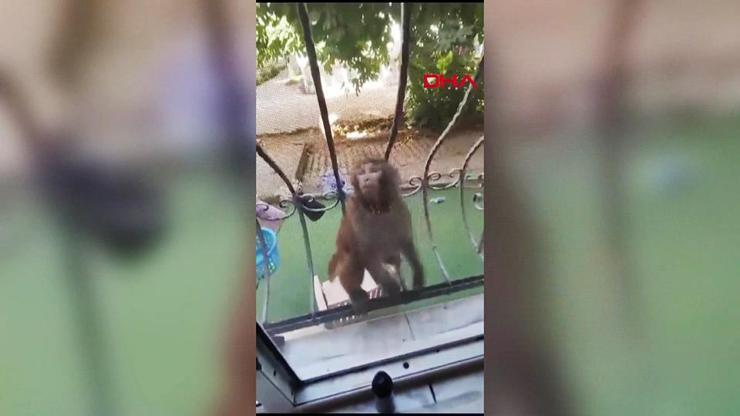 Büyükçekmecede maymunun saldırdığı 3 kişi yaralandı