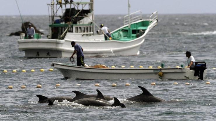 Japonya’da yunus avı sezonu başladı: Bin 800 deniz memelisi yakalanacak ya da öldürülecek