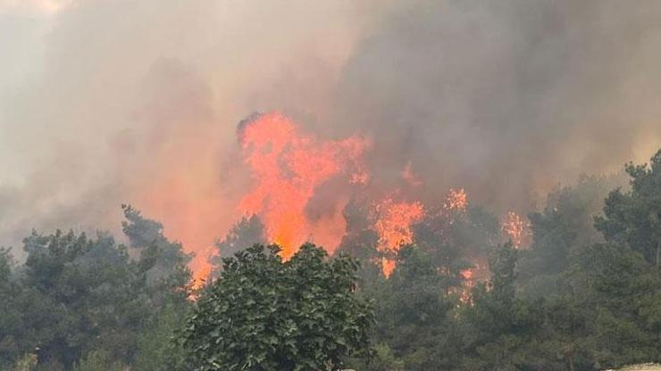 Ciğerlerimiz yanıyor Bursada orman yangını