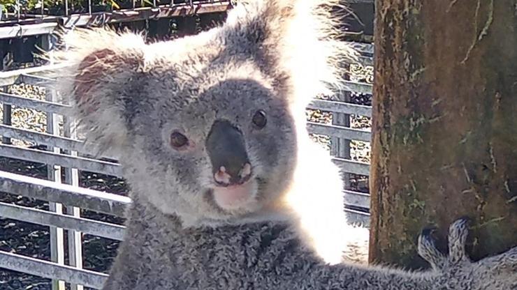 4 bin dolarlık fideleri koala yemiş: Çok yediği için kaçamayacak vaziyette’ bulundu