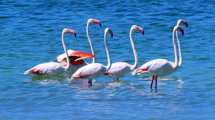 Flamingolar kuruma tehlikesi bulunan Burdur Gölünde