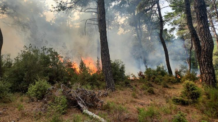Çanakkale'de orman yangını kontrol altına alındı