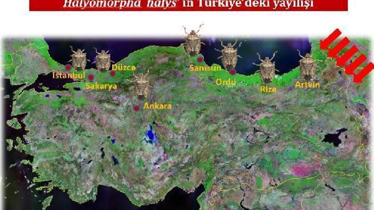 Karadeniz’de ‘kahverengi kokarca’ alarmı