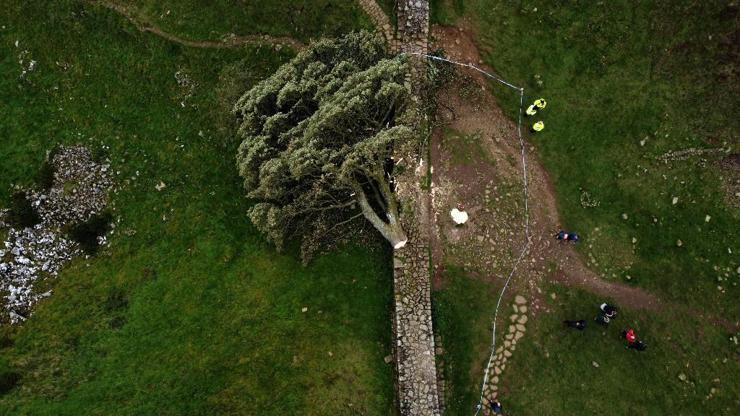 3 asırlık çınar yok oldu: İngilterenin simge ağacını kesen genç gözaltında