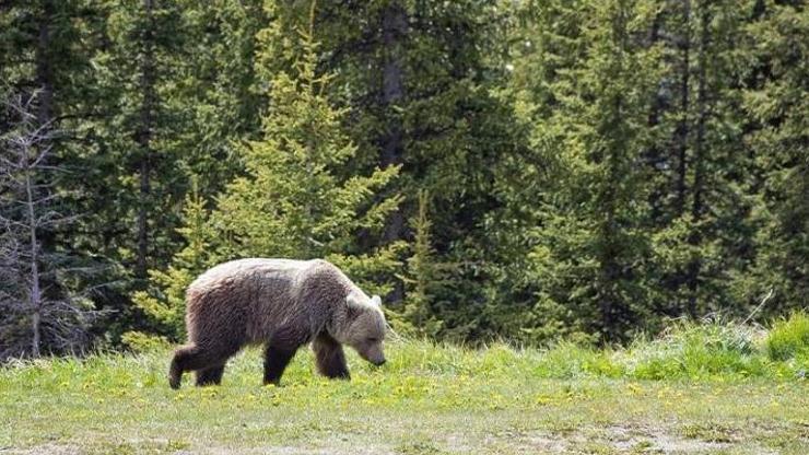 Kanada’da ulusal parkta bozayı saldırısı: 2 ölü