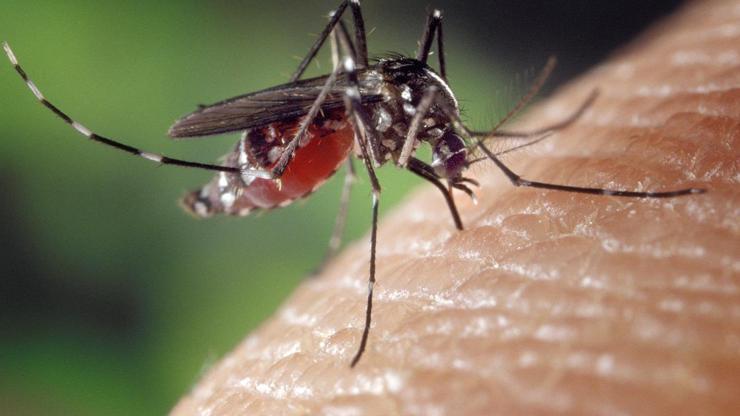 ABD sivrisinek kaynaklı virüse karşı ilk aşıyı onayladı