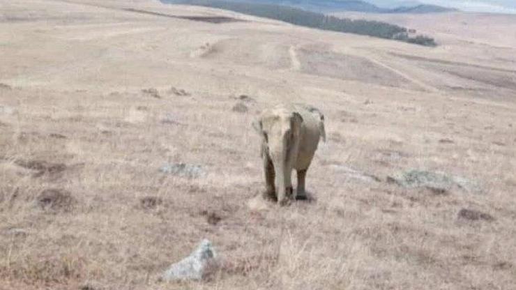 Ardahanda fil alarmı Jandarma her yerde arıyor