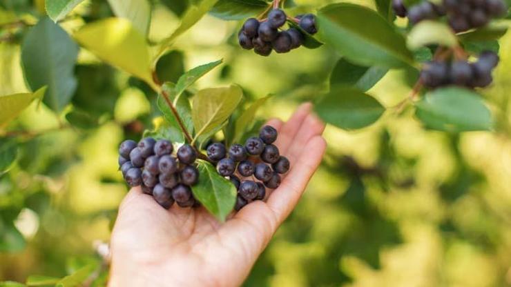 En yüksek C vitamini ve antioksidan kaynağı Diyabet, kanser, enfeksiyon, obezite, kalp hastalıklarına karşı koruyucu ve karaciğer hasarının önlenmesine birebir