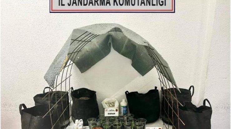 Evine sera kurup uyuşturucu yetiştiren şüpheli gözaltında Evine sera kurup uyuşturucu yetiştiren şüpheli gözaltında