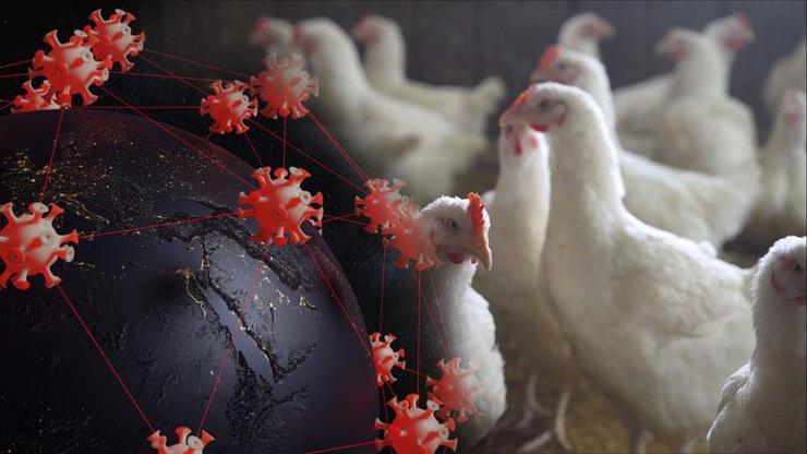 Japonya’da kuş gribi alarmı: 40 bin kümes hayvanı itlaf edilecek