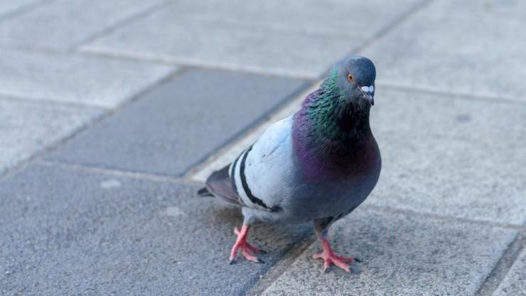 Japonyada güvercine çarpan şoför tutuklandı