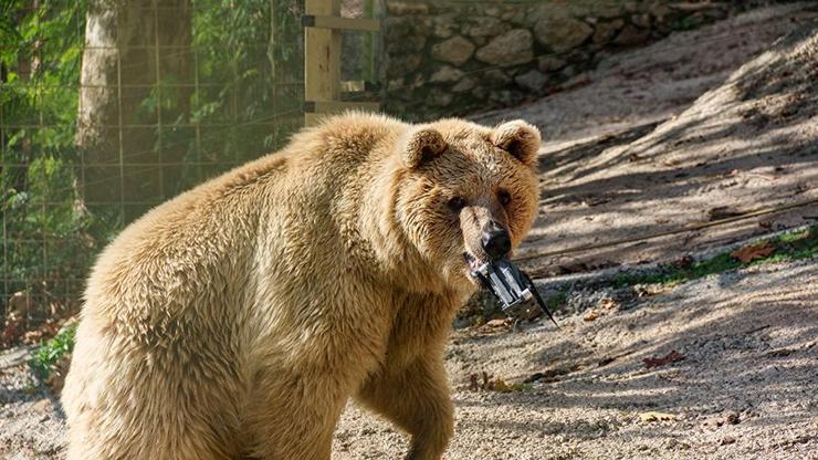 Gazetecilerin su havuzuna düşen dronunu bozayı kurtardı