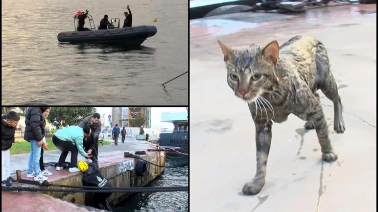 İstanbul Beşiktaşta denize düşen kediyi dalgıçlar kurtardı
