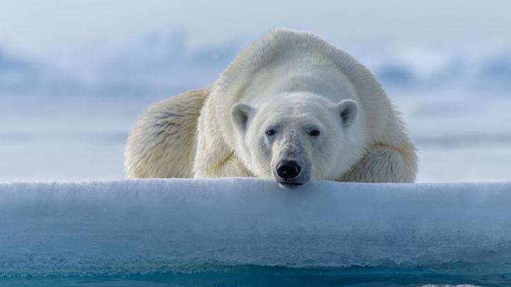 Bir ilk: Kutup ayısı kuş gribi nedeniyle öldü