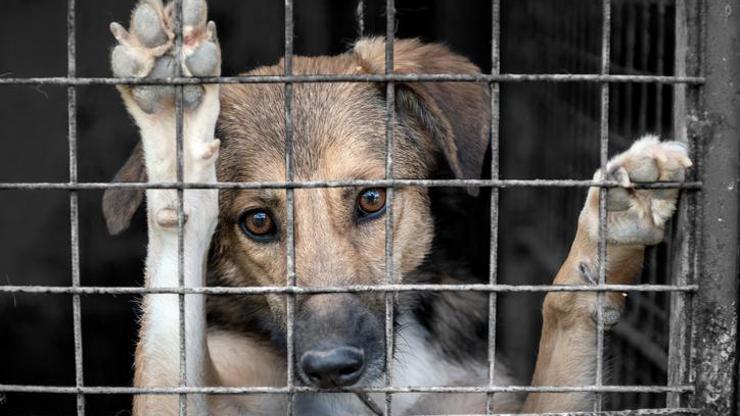 Onaylandı Güney Kore, köpek eti ticaretini yasaklıyor