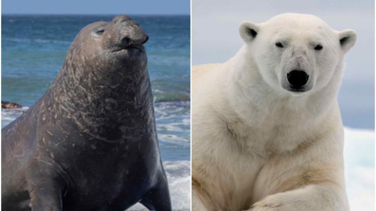 Kuş gribi alarmı: Kutup ayısının ardından foklara sıçradı