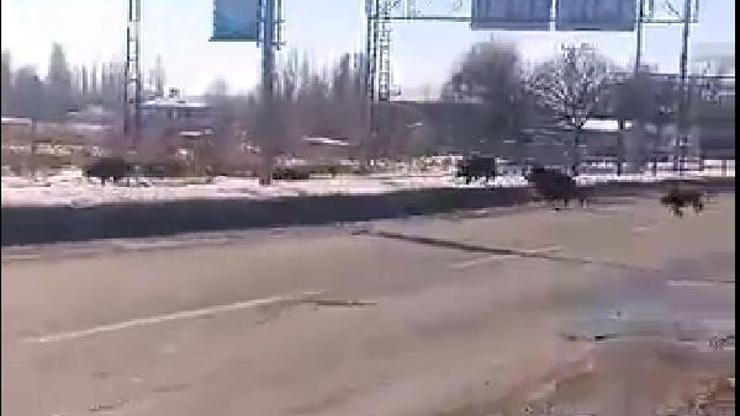 Erciş'te yiyecek arayan domuz sürüsü, cep telefon kamerasında Erciş'te yiyecek arayan domuz sürüsü, cep telefon kamerasında