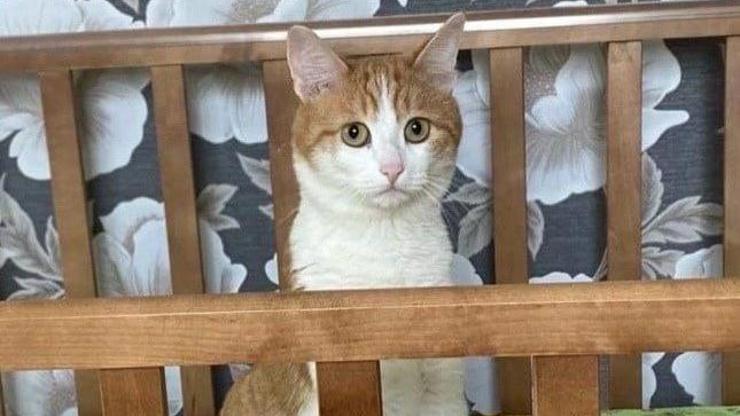 Rusyada trenden atılan kedi ölü bulundu: Kondüktörün ceza alması için kampanya başlatıldı