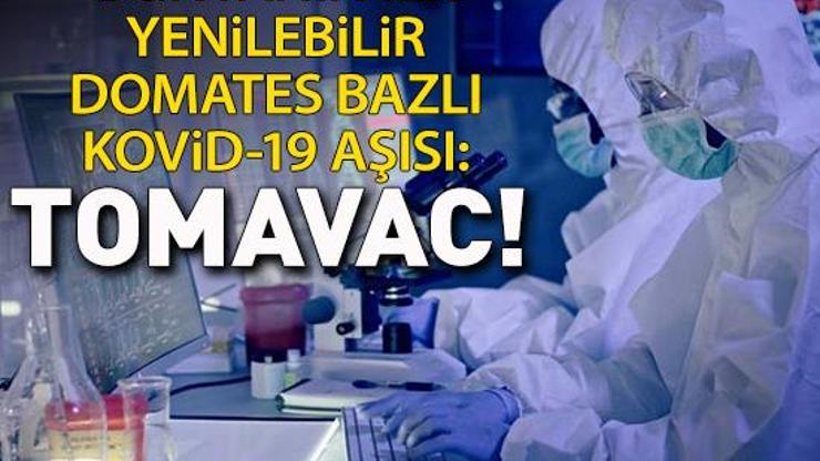 Dünyanın ilk yenilebilir domates bazlı Kovid-19 aşısı: TOMAVAC