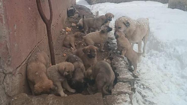 Köpek ve 12 yavrusuna hayvanseverler sahip çıktı Köpek ve 12 yavrusuna hayvanseverler sahip çıktı