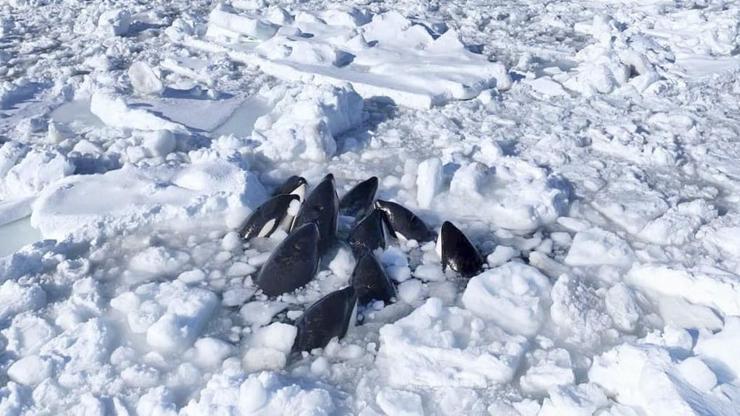Görüntüler Japonyadan... Katil balina sürüsü buz kütlesine sıkıştı