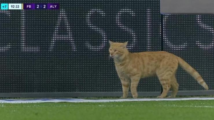 Fenerbahçe-Alanyaspor maçındaki kedi sosyal medyayı salladı