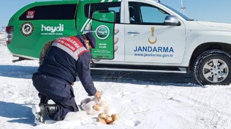 Edirne’de yaban hayvanları için yem ve su bırakıldı