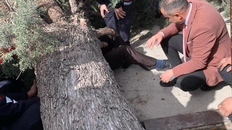 Burdurda üzerine ağaç devrilen Saadet Partisi belediye başkan adayı yaralandı