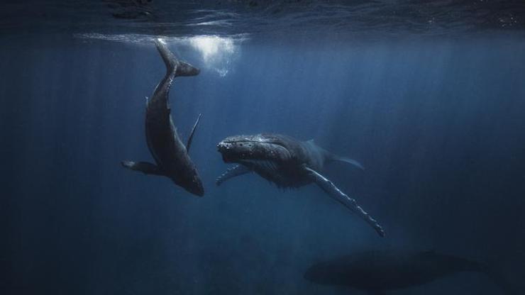Balinalarda menopozun ömrü uzattığı ortaya çıktı