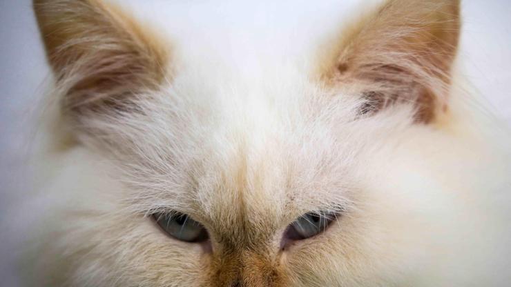 Japonyada kimyasal tanka düşen kedi aranıyor