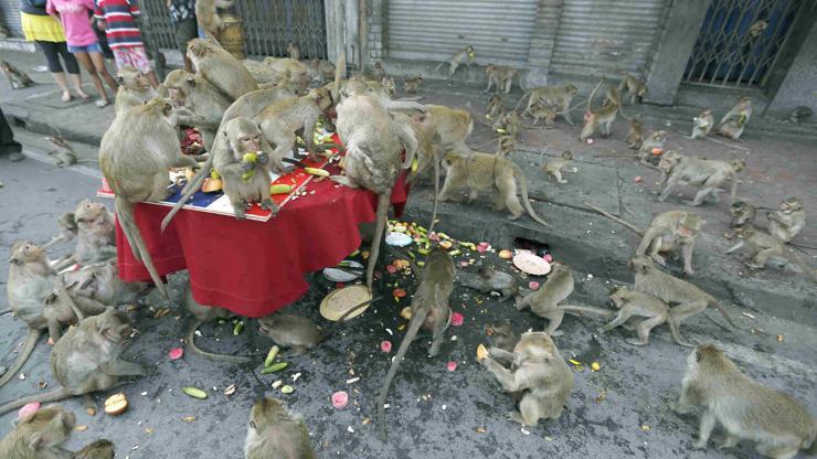 Maymunlar şehir istila edince Tayland alarma geçti