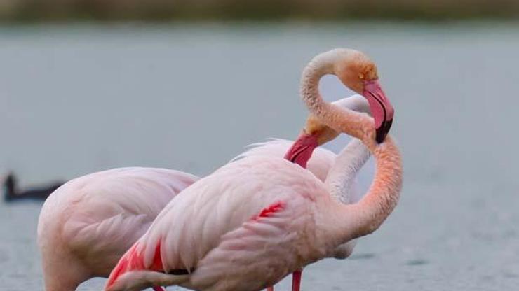 Flamingolar Akkaya Barajı’nda Ziyaretçilerden yoğun ilgi