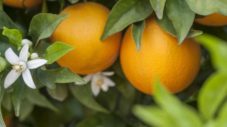 Portakal Besin Değeri: Portakal Kaç Kalori
