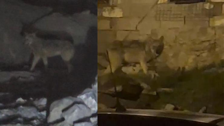 Hakkari'de şehir merkezine kurt indi