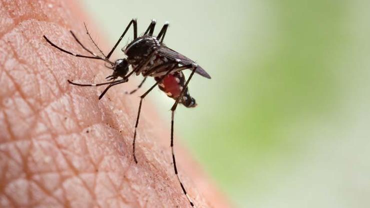 Sivrisineklerle mücadelede ideal zaman