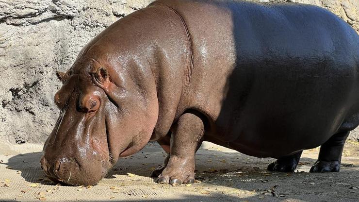 Japonyadaki hayvanat bahçesi, 7 yıl sonra fark etti: Erkek sanılan hipopotam, dişi çıktı